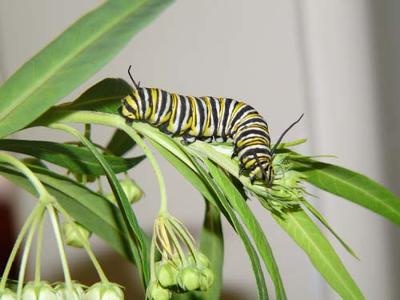 http://www.design-your-homeschool.com/images/monarch-butterfly-caterpillars-21151118.jpg