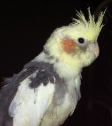 cockatiel