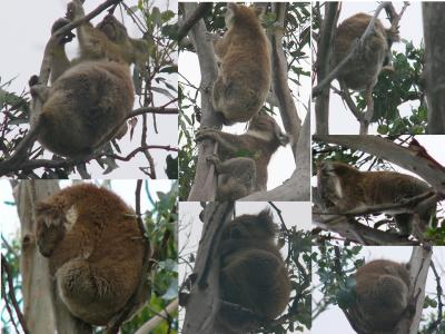 Koalas at Kennett River