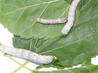 My silkworms