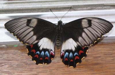Papilio aegeus or the Orchard Swallowtail