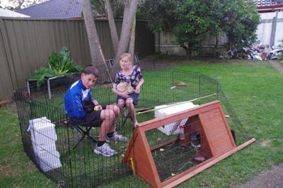 Inside the rabbit cage