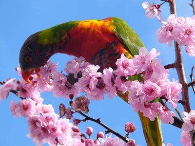 Rainbow lorikeets in plum blossoms