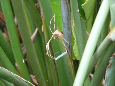 Net-casting spiders (family Deinopidae)