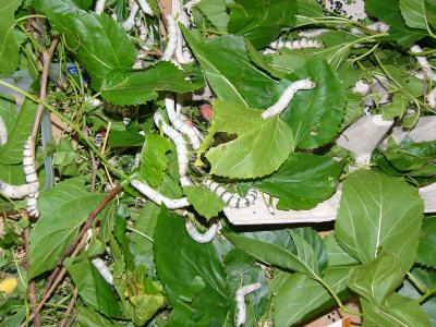 Our Silkworms