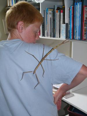 Titan- the longest stick insect in Australia