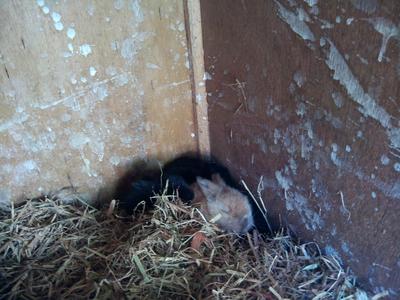 The baby rabbits in the hutch