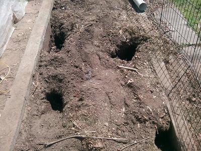 The rabbit warren entrances;  Babies in the top left.