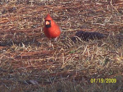Male Cardinal